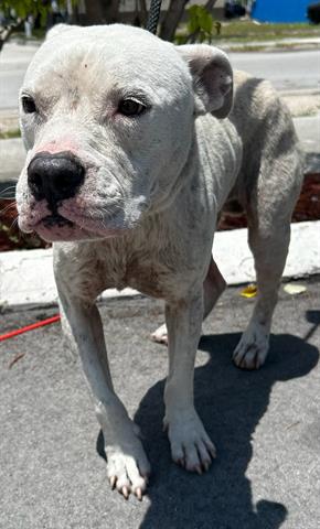 adoptable Dog in Miami, FL named SNOW