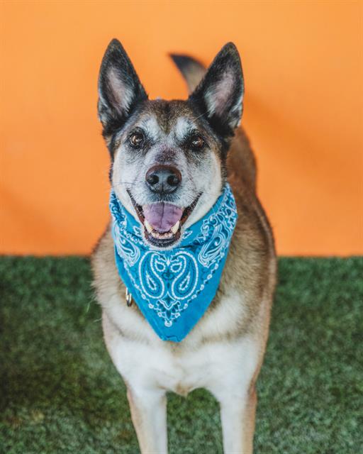 adoptable Dog in Miami, FL named SHADOW