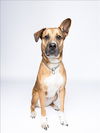 adoptable Dog in , FL named ADRI