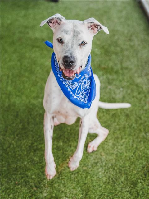 adoptable Dog in Miami, FL named BAXTER