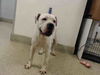 adoptable Dog in , FL named BLANCO