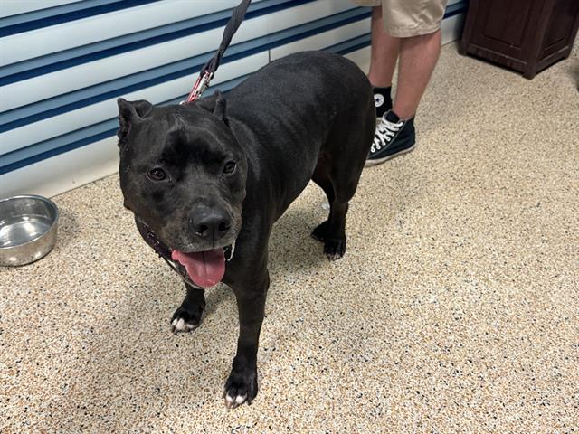 adoptable Dog in Miami, FL named COUNT DOOKU