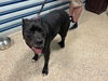 adoptable Dog in , FL named COUNT DOOKU