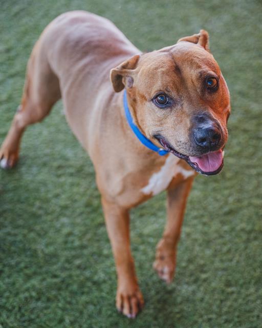 adoptable Dog in Miami, FL named BISCOCHO