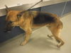 adoptable Dog in , FL named RYKER