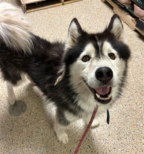 adoptable Dog in Miami, FL named BLUE