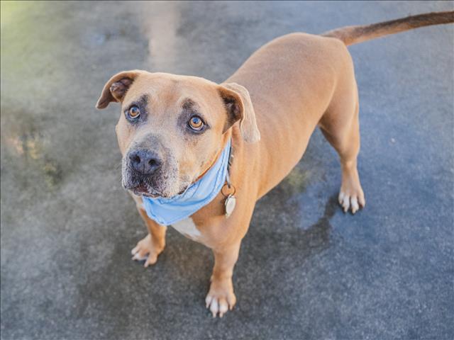 adoptable Dog in Miami, FL named MAVERICK