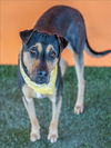 adoptable Dog in , FL named DAWNA