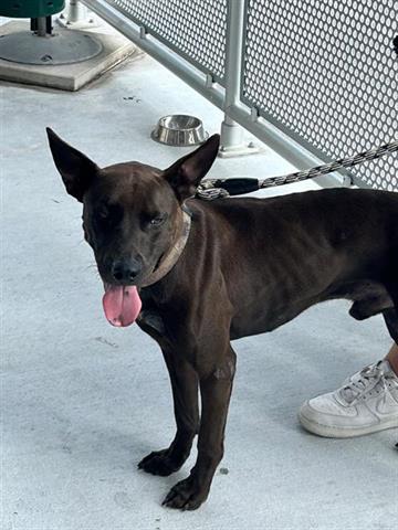 adoptable Dog in Miami, FL named PHARAOH