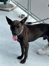 adoptable Dog in , FL named PHARAOH