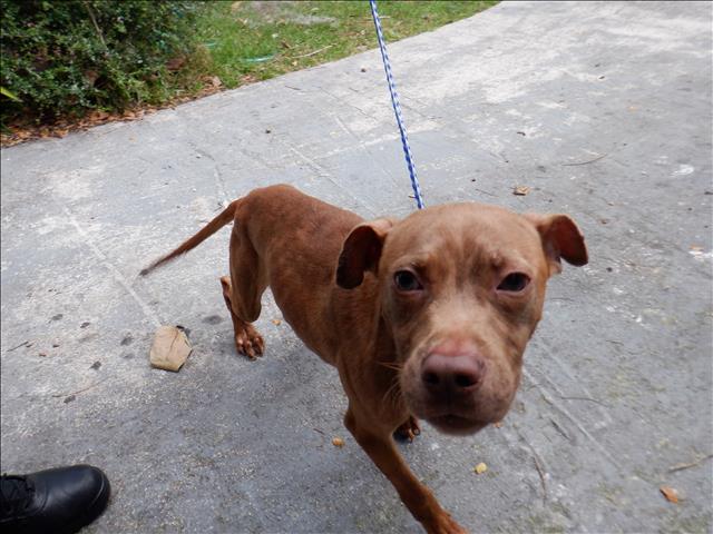 adoptable Dog in Miami, FL named MEATBALL