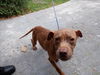 adoptable Dog in , FL named MEATBALL