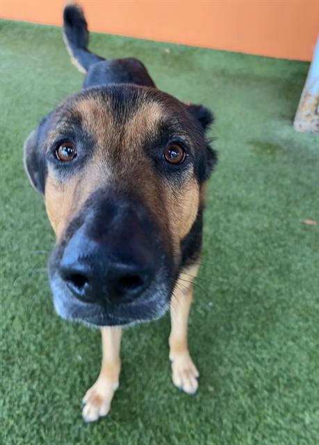 adoptable Dog in Miami, FL named MAXY