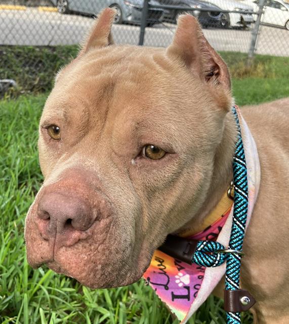 adoptable Dog in Miami, FL named QUEEN