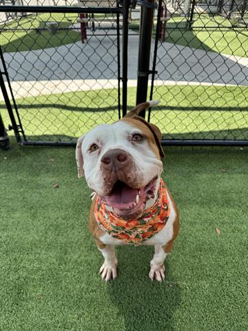 adoptable Dog in Miami, FL named SUGAR