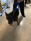 adoptable Dog in , FL named LUCKY