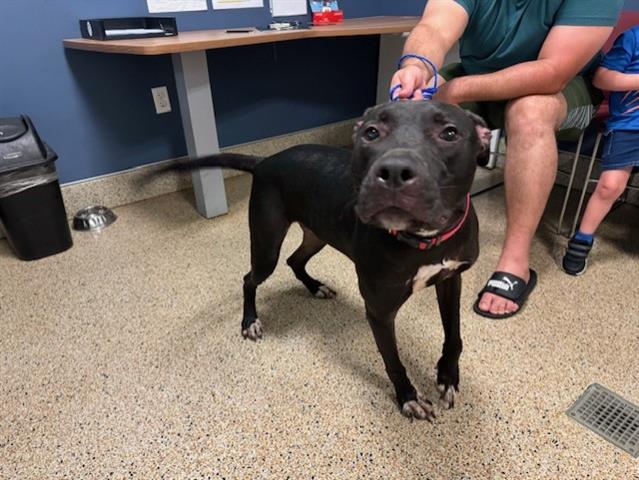 adoptable Dog in Miami, FL named LOKI