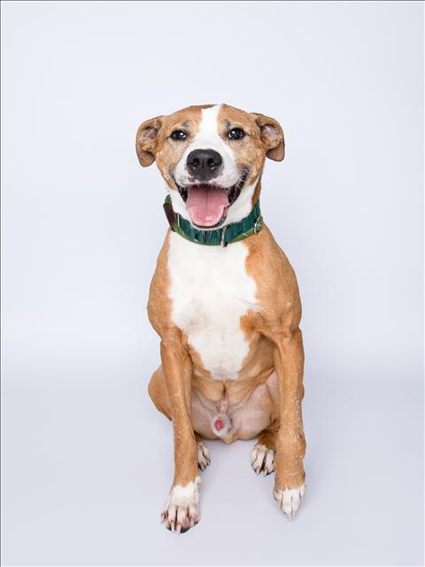 adoptable Dog in Miami, FL named COOPER