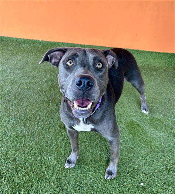 adoptable Dog in Miami, FL named BLUE