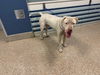 adoptable Dog in , FL named PAPI