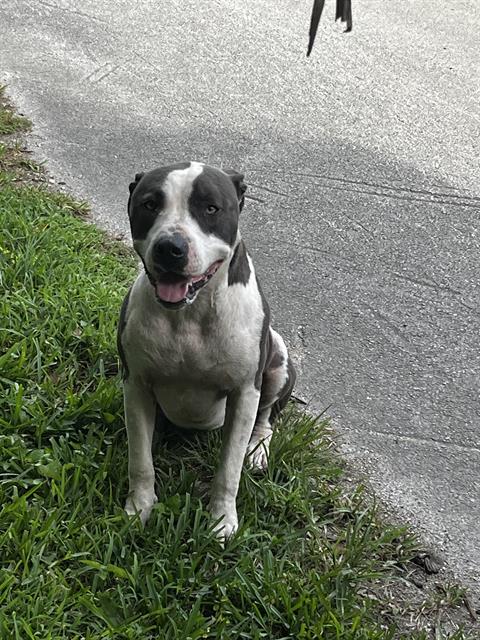 adoptable Dog in Miami, FL named ATHENA