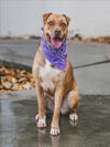 adoptable Dog in  named SANDRA