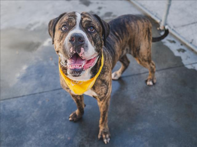 adoptable Dog in Miami, FL named KEN