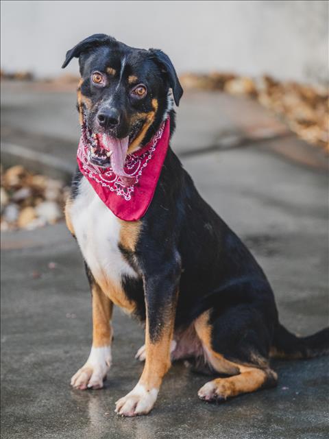 adoptable Dog in Miami, FL named LUKE