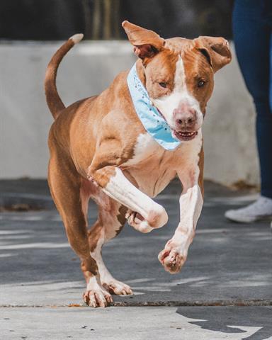 adoptable Dog in Miami, FL named JACK