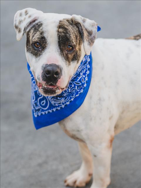 adoptable Dog in Miami, FL named PETER