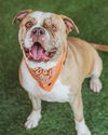 adoptable Dog in  named PEACHES