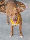 adoptable Dog in , FL named LIAM