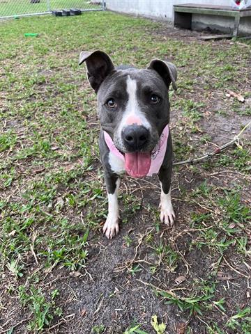 adoptable Dog in Miami, FL named CELIE