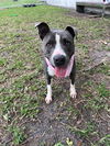 adoptable Dog in , FL named CELIE