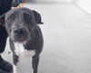 adoptable Dog in , FL named DEUCE