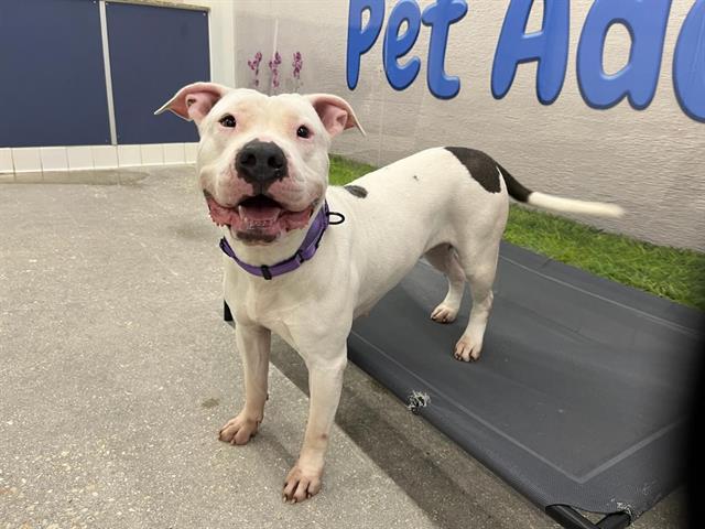 adoptable Dog in Miami, FL named MITZY