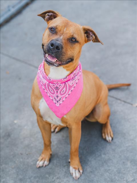 adoptable Dog in Miami, FL named CINNAMON