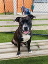 adoptable Dog in  named LYLA