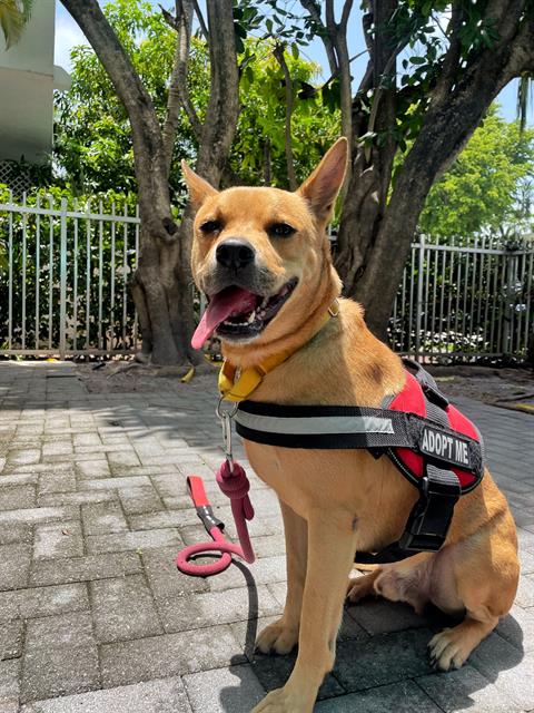 adoptable Dog in Miami, FL named LARRY