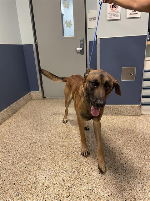 adoptable Dog in Miami, FL named ARCHER