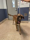 adoptable Dog in  named ARCHER