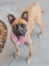 adoptable Dog in , FL named TINK