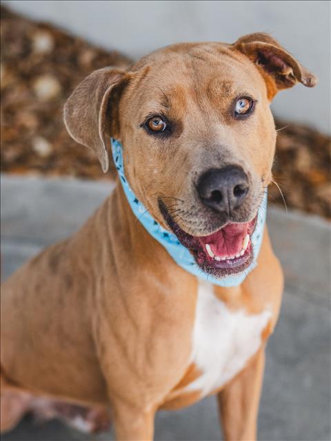 adoptable Dog in Miami, FL named ZORRO