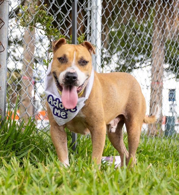 adoptable Dog in Miami, FL named MAX