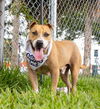 adoptable Dog in , FL named MAX