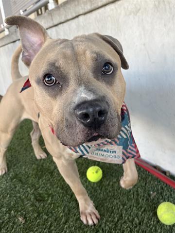 adoptable Dog in Miami, FL named APOLLO