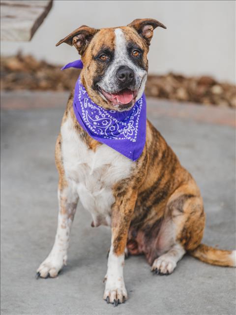 adoptable Dog in Miami, FL named CHEYENNE