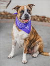 adoptable Dog in , FL named CHEYENNE