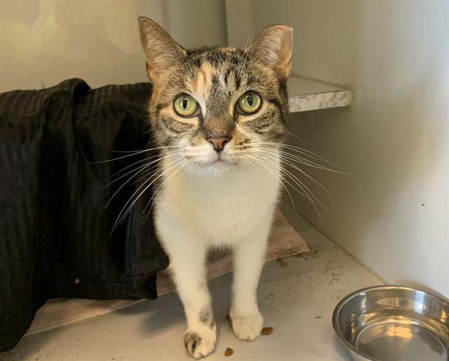 adoptable Cat in Miami, FL named LIL G