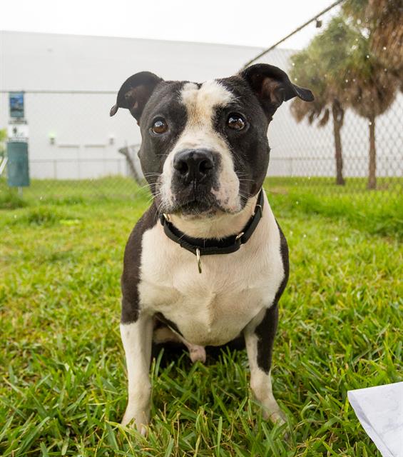 adoptable Dog in Miami, FL named FINN